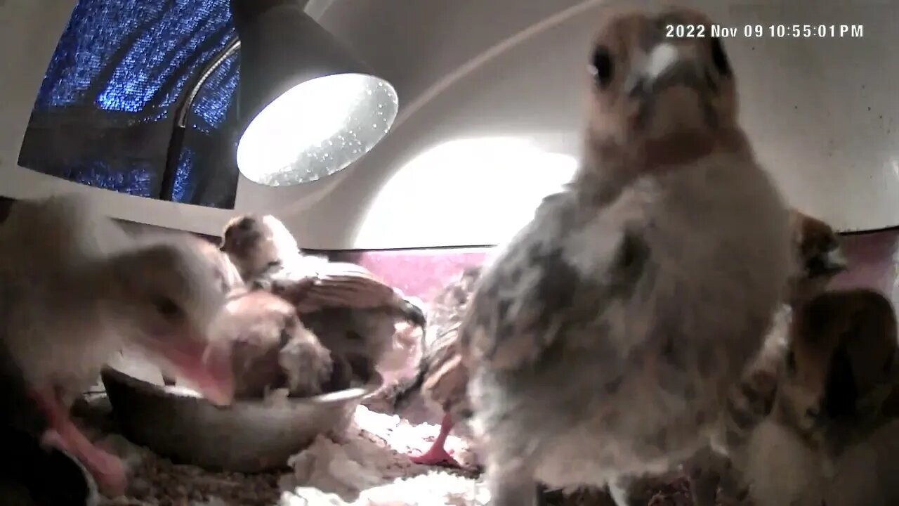 Gold sebright chicks and guinea fowl keets in brooder