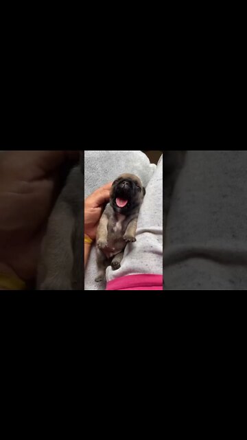 Good morning 🐾♥️ #pug #pugdog #puppy #puglover #pugfamily