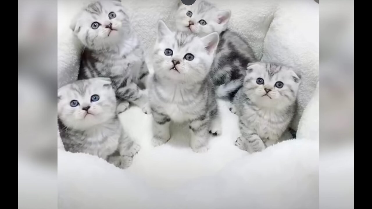 Baby Cats - Cute and Funny Cat Videos Compilation #1 | MyLovelyPet