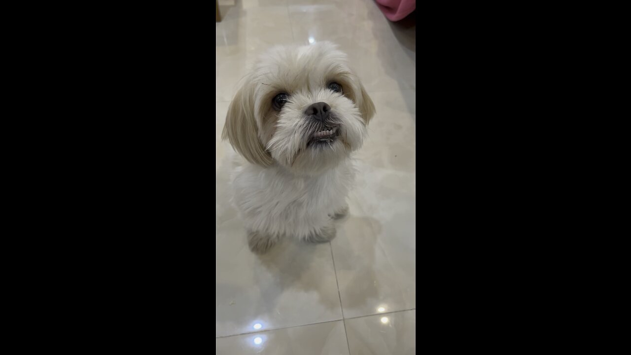 Video of wiki, a cute and lovely dog