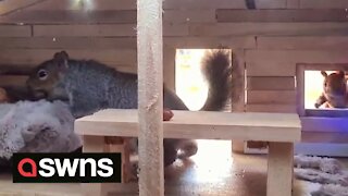 Animal lover builds amazing miniature wildlife village with a CHRISTMAS CABIN