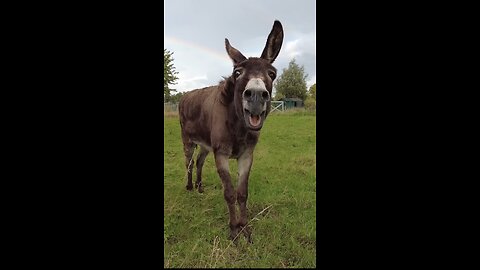 दुनियां का सबसे महंगा बिकने वाला दूध 😱 #shorts#rumbleshorts#donkeymilk