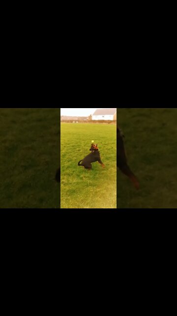We love a slow mo 🤣💙 And another 🤣💚 #Shorts #rottweiler #dogs