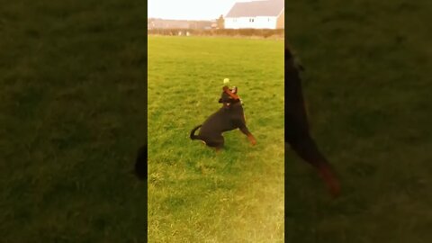 We love a slow mo 🤣💙 And another 🤣💚 #Shorts #rottweiler #dogs