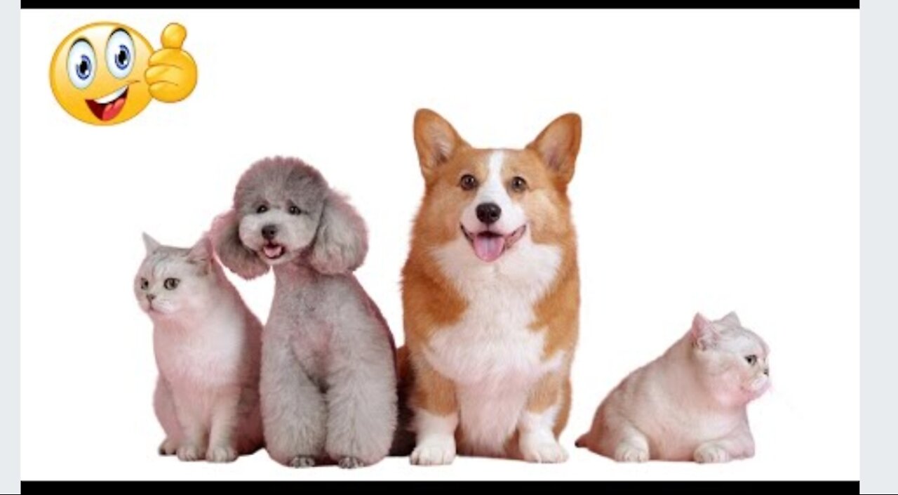 😂 Super Funny Dog Videos From Tiktok! #14 🐶 Shorts Funny Dogs 😍😍