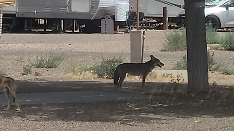 Lake Powell coyotes