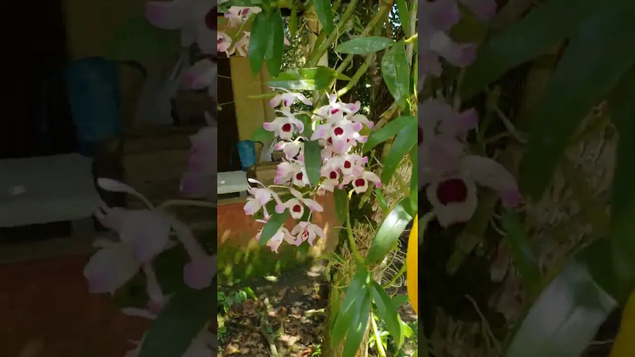 Chácara ensolarada após a chuva.