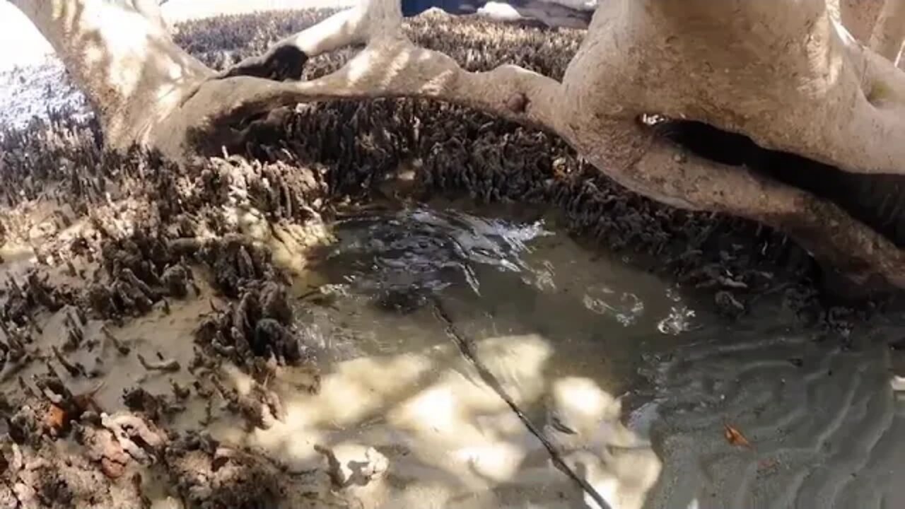 GIANT CRAB vs MY GIRLFRIEND Her first crab caught by hand CATCH AND COOK