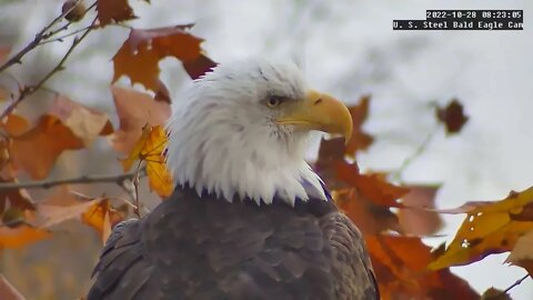 USS Eagles - Fall morning close-up