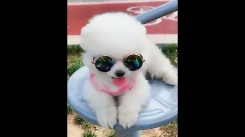 Funny and Cute Dog Pomeranian 😍🐶 Funny Puppy Videos