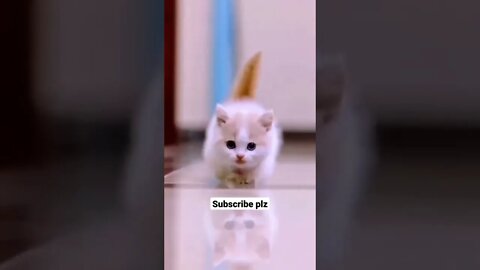 ## cute cat video ❤️🥰❤️## animal lovers 🥰💝🥰## short whatsapp status video//short// #short #shorts