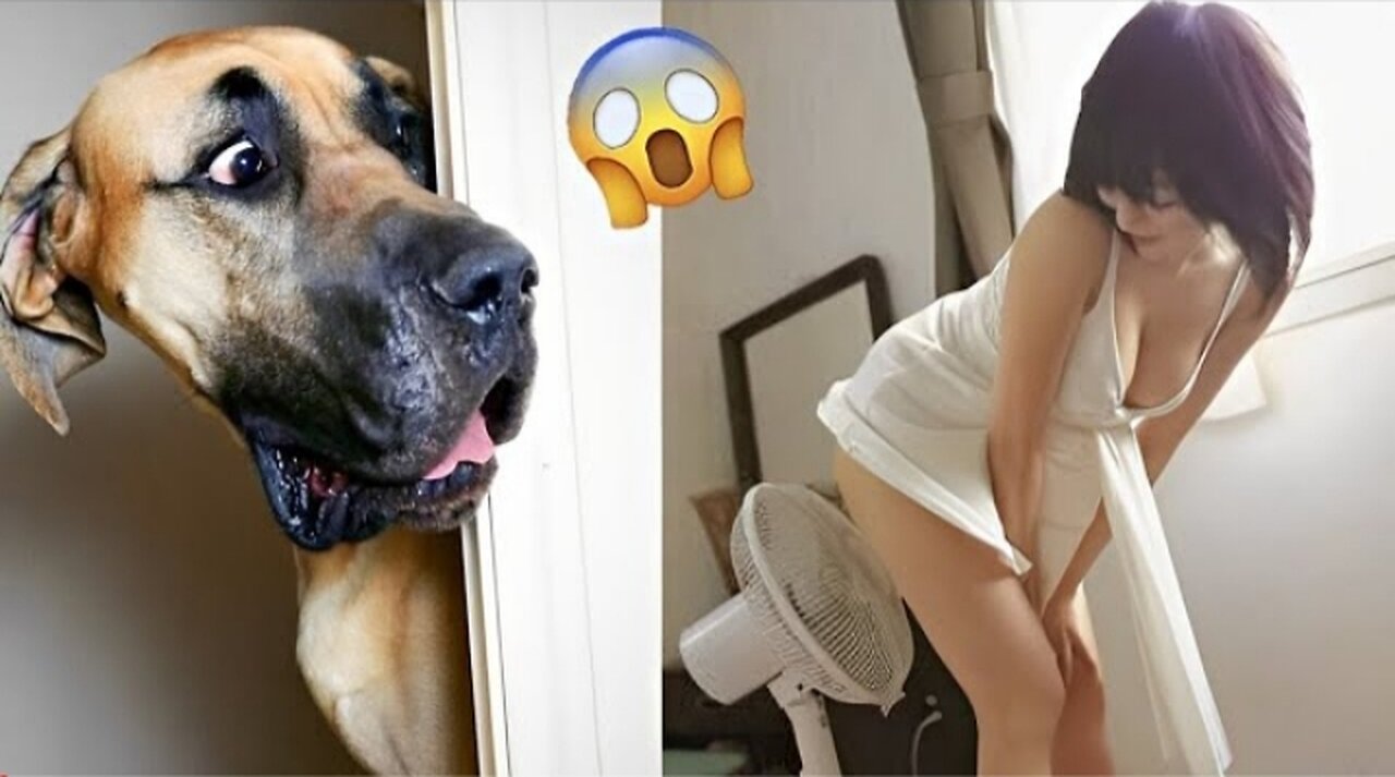 Funny Animals Video - Tik Tok Animal Video - @dhirajdulal1