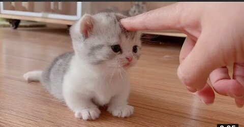 That moment cat is very cute