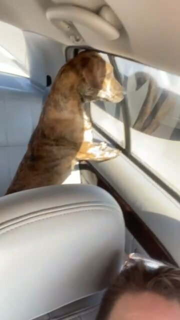 Went to Grandmas came back with more than my kid