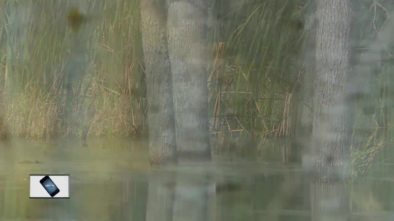 Record setting rain is contributing to trees dying