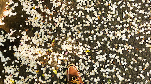 Petal-paved road