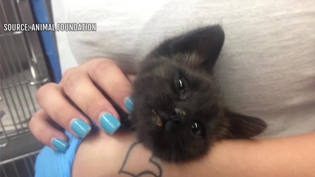 UPDATE: Rescued kitten placed with foster family