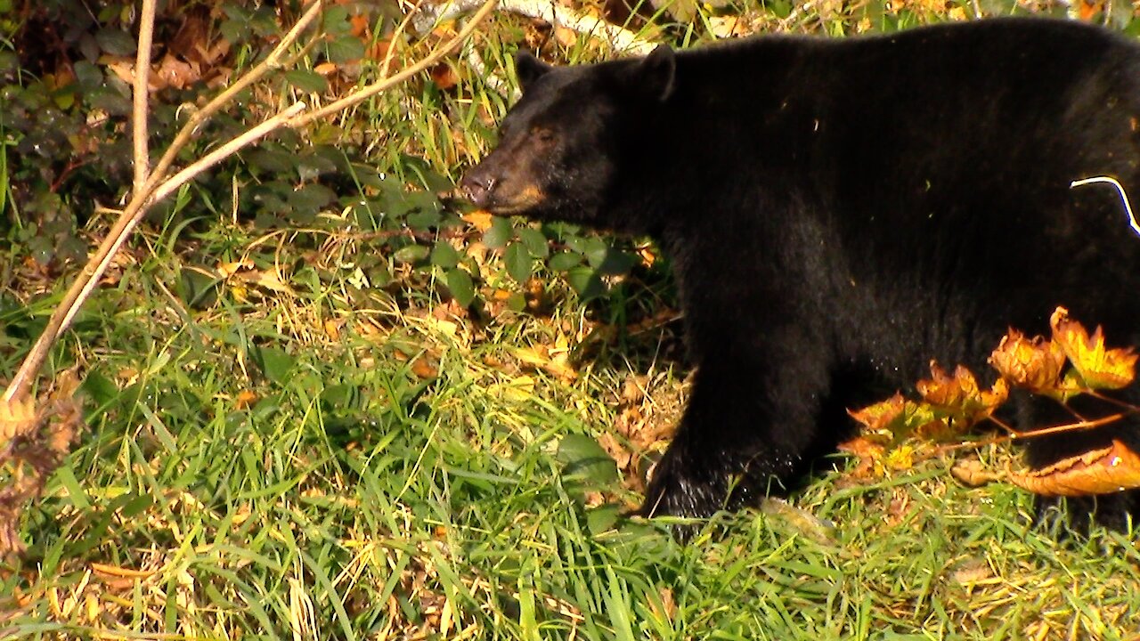 Bears and Salmon Near Your Back Door, An Amazing Cycle of Life