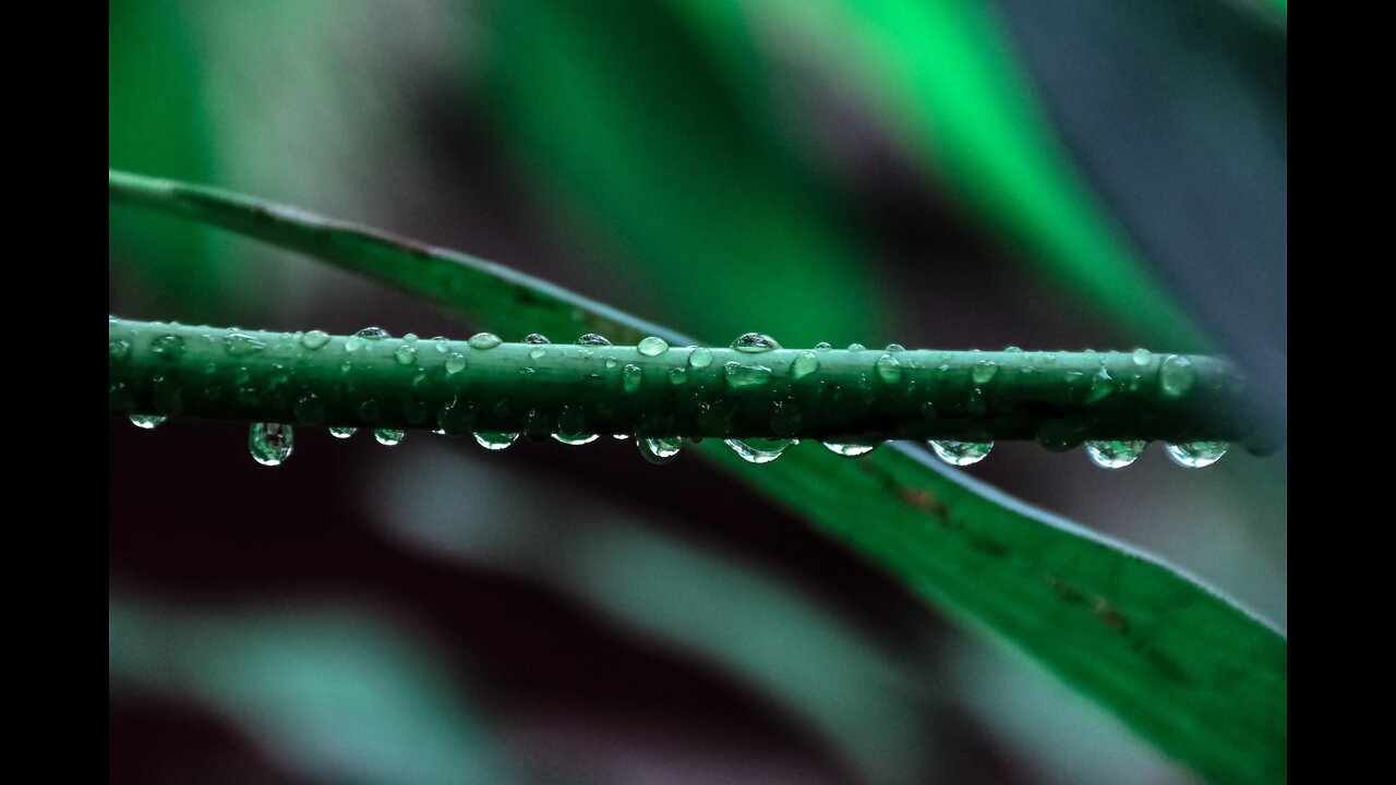 Relaxing and soothing rain in the Forest