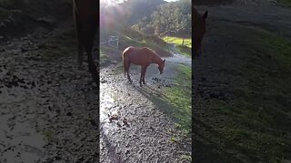 The secret lives of horses