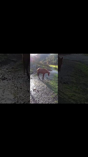 The secret lives of horses