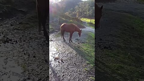 The secret lives of horses