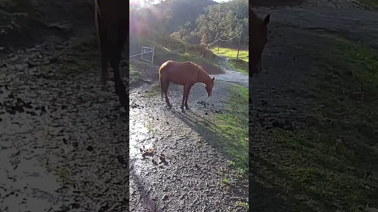 The secret lives of horses