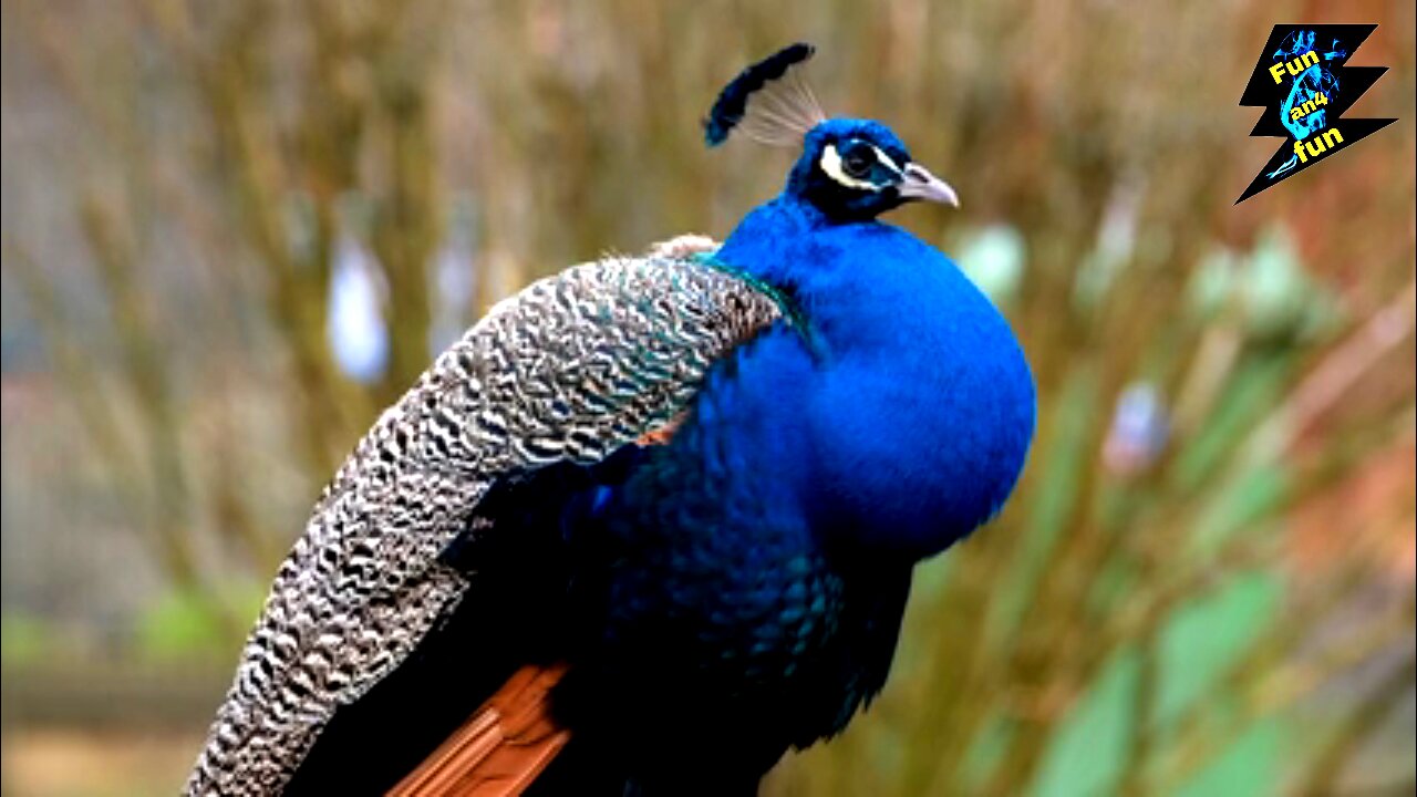 Beautifully colored peacock in the garden