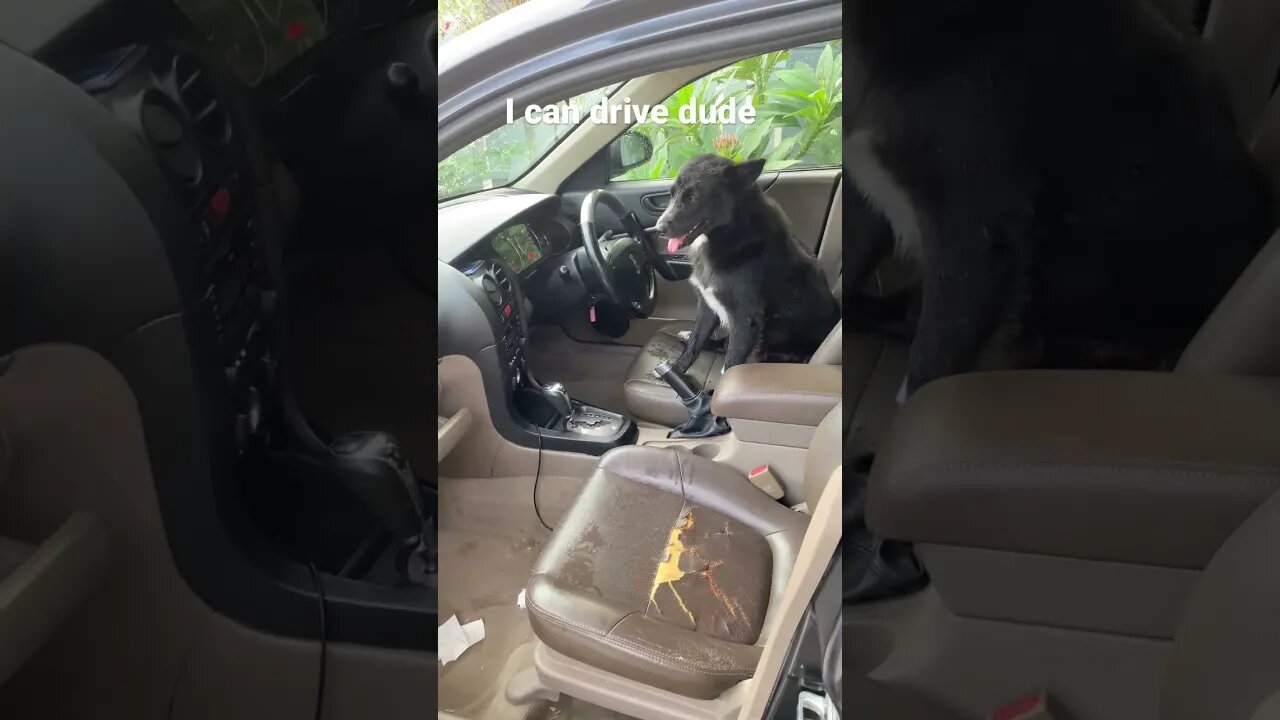 Dog can drive car | Naughty Kelpie #dog #puppy #kelpie