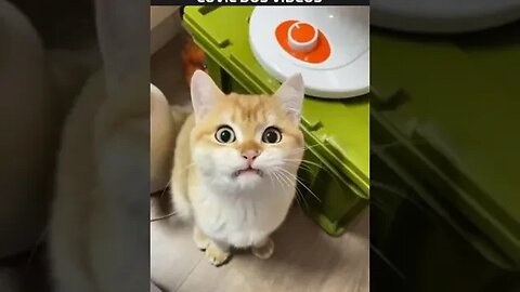 ALGUÉM SABE O QUE ELE FALOU?