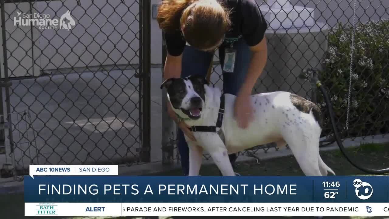 Pet of the Week: Maximus