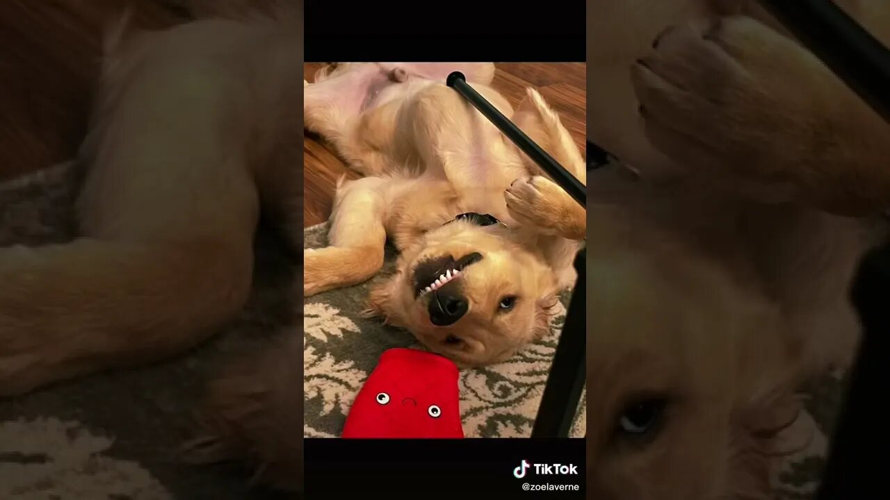 Happy Dog tiktok toptiktok besttiktok