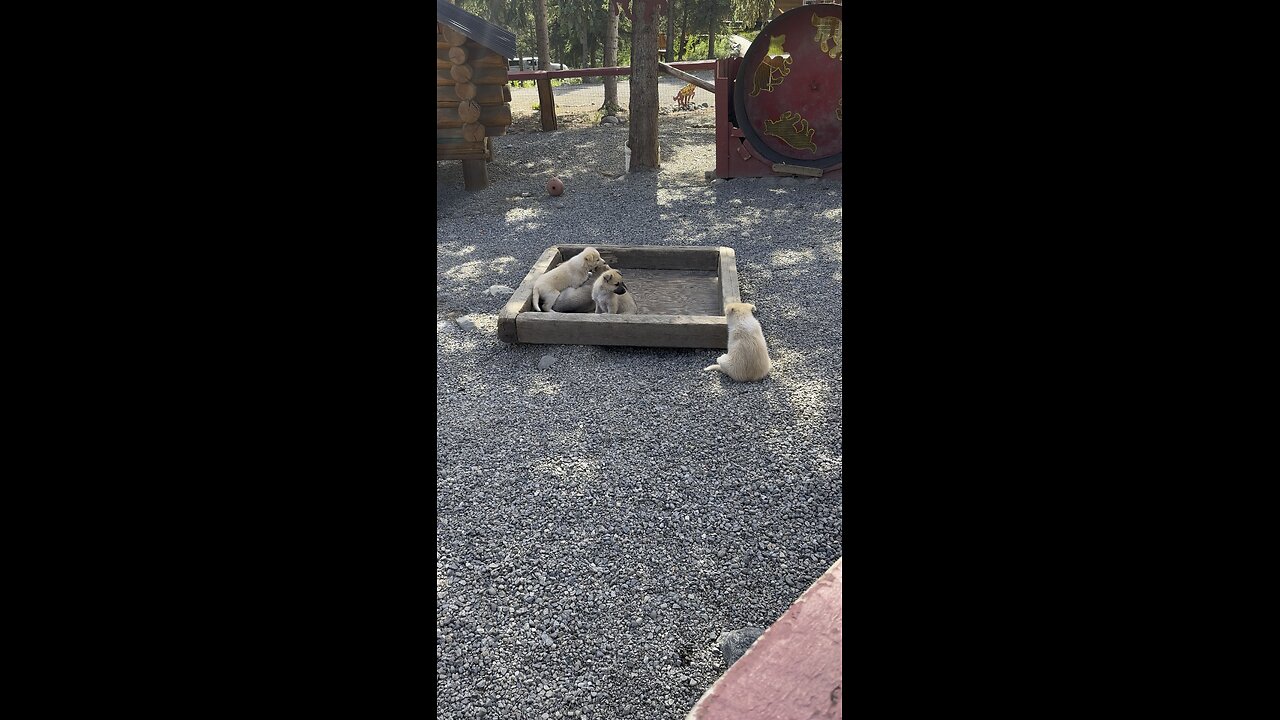 Husky Homestead Puppies