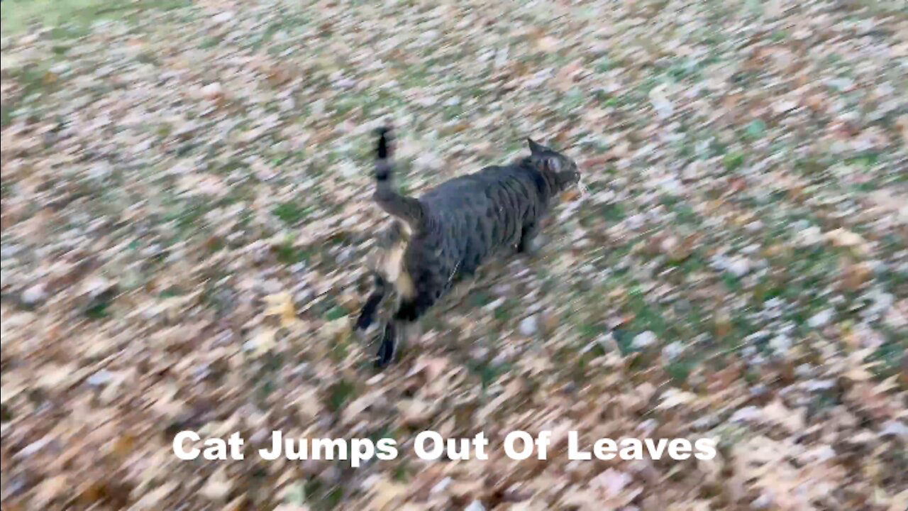 Cat Jumps Out Of Leaves