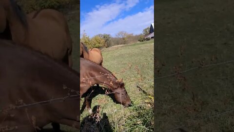 Made some new friends on my walk 🚶‍♂️ around the Farm 🚜 🐎 🐴