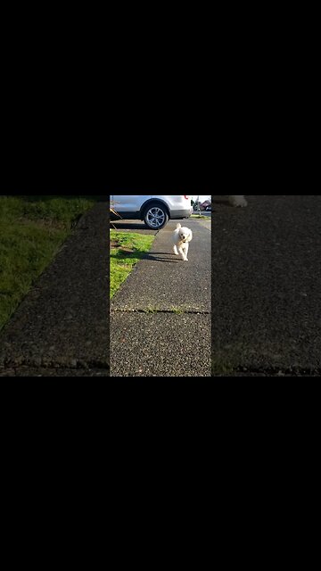 #love #seniordog #goodvibes #America #17 #freddie #dog #happy #facebookreels #FacebookReelsContest