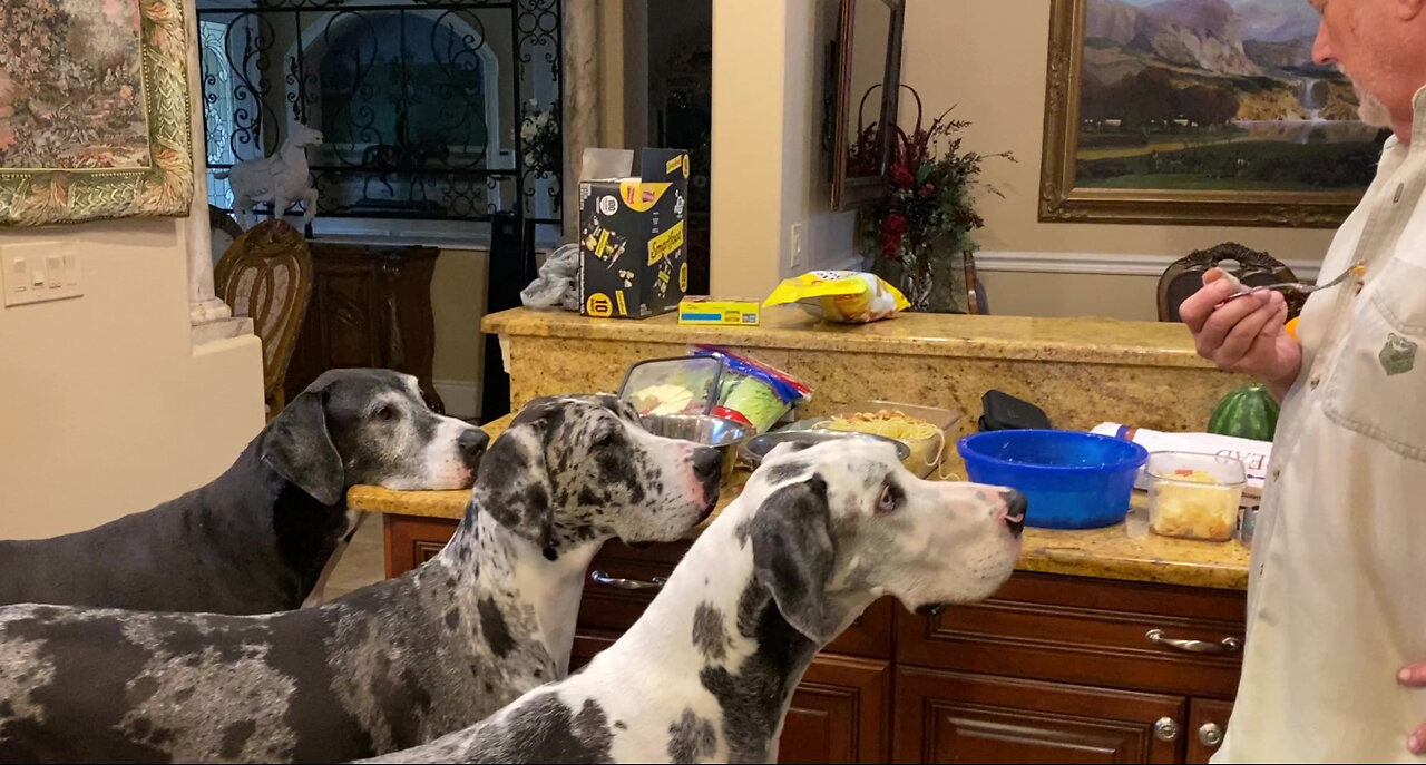 Five Great Danes Line Up For Appetizers Before Dinner