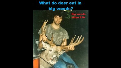 What do deer eat in big woods?