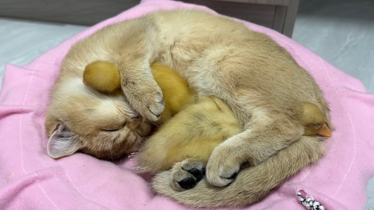 The kitten is a qualified mother duck | Kitten and Duckling sleep together | Cute Animal videos🐥🐈