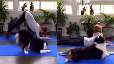 Funny Dog in Yoga Practice