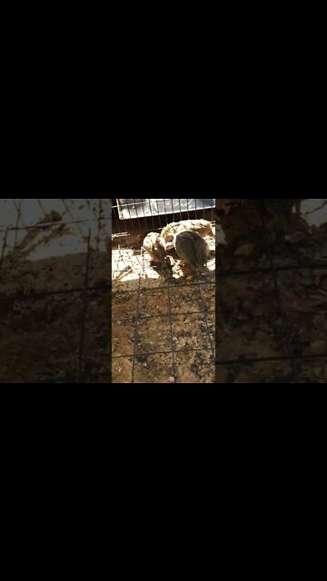 Guinea fowl keets pecking ground - 7 weeks old