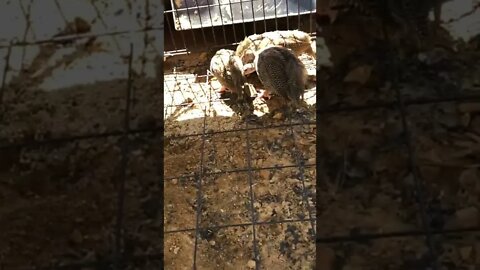 Guinea fowl keets pecking ground - 7 weeks old