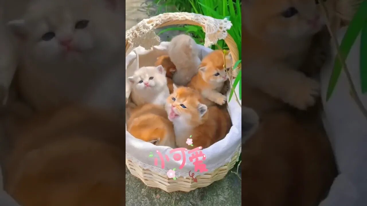 Beautiful Kittys #cat #funnyanimals #kitten