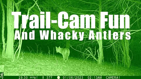 Trail Cam - Bucks and Coyotes up Close. The last buck has Whacky Antlers @UncleTimsFarm