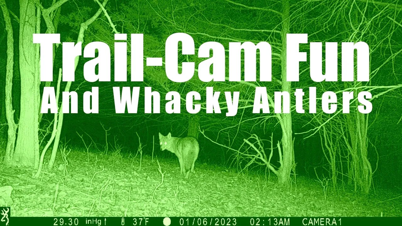 Trail Cam - Bucks and Coyotes up Close. The last buck has Whacky Antlers @UncleTimsFarm