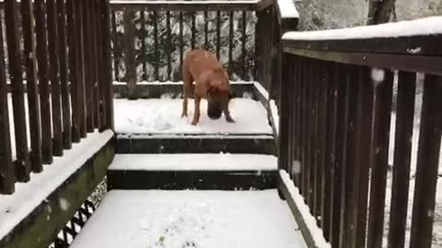 Dog has massive snowstorm freakout