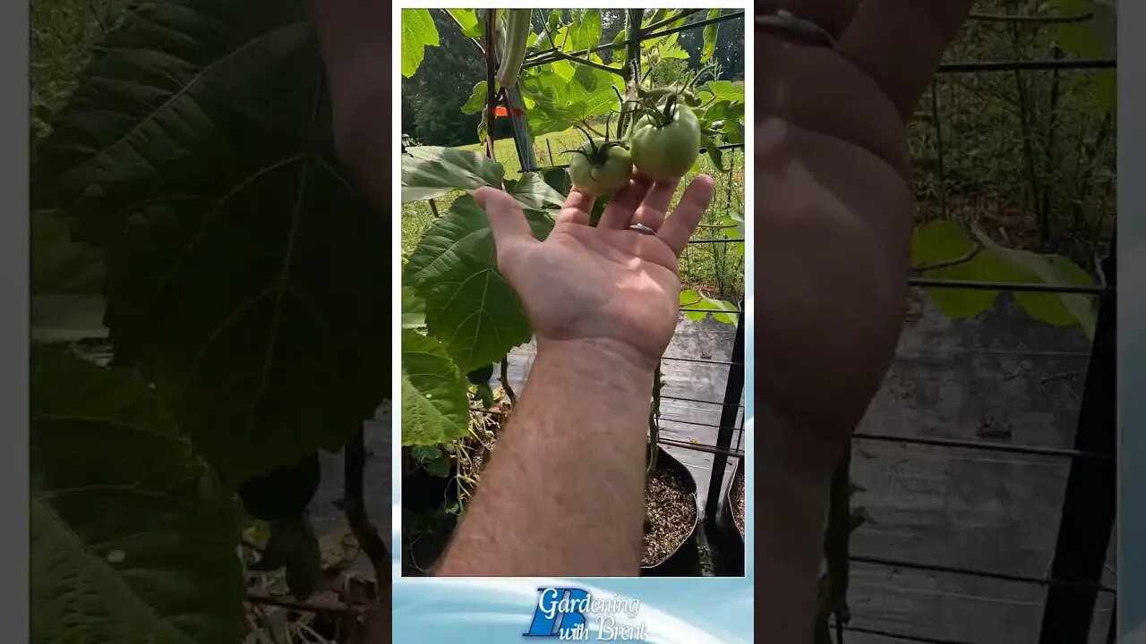 Choosing the ONE Tomato & Culling the Rest