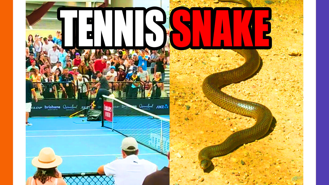 Venomous Snake Shows Up At A Tennis Match