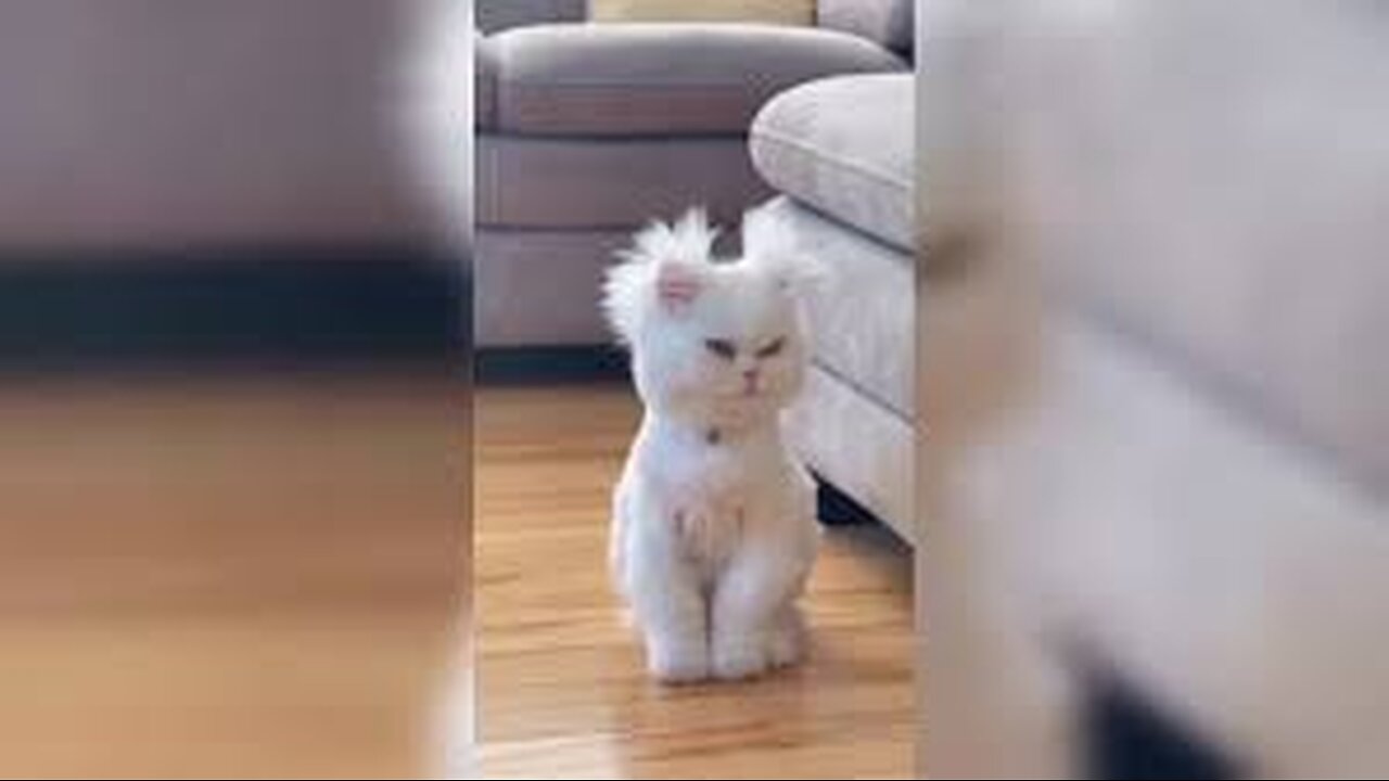 Funny Animal Videos 2023 🥰 - Funniest Dogs and Cats Videos 😁 #6