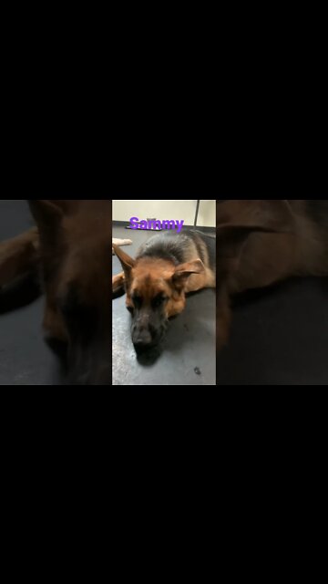 [Shorts 0158] SAMMY [#dogs #doggos #doggos #puppies #dogdaycare]